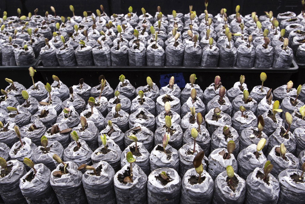 koa seedlings