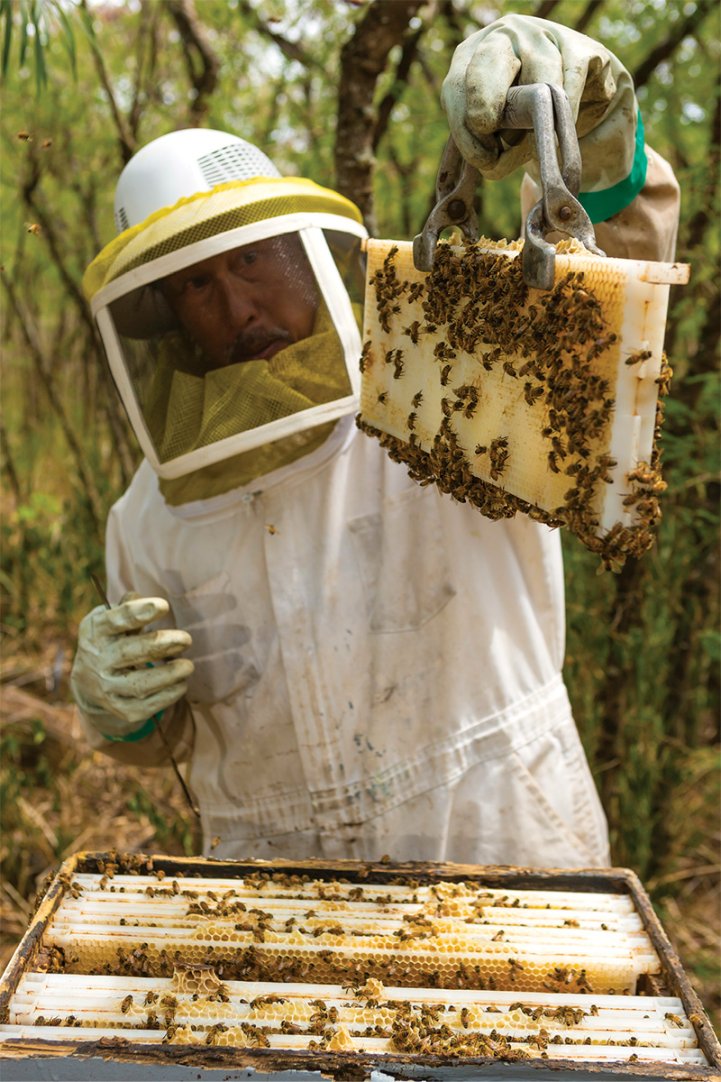 bees
