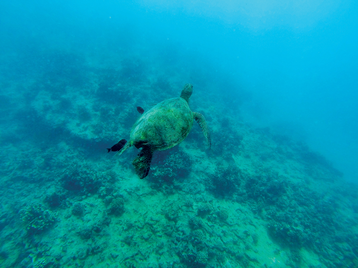honu