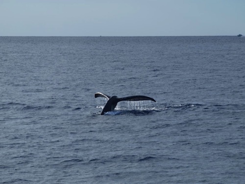 Hawaii_humpback_whale_watching_season_begins_Maui Hawaii_humpback_whale_watching_season_begins_Maui