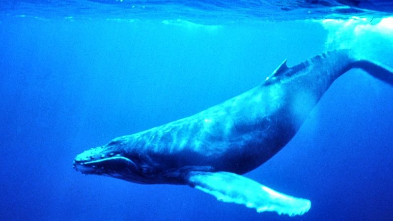 HumpbackUnderwater