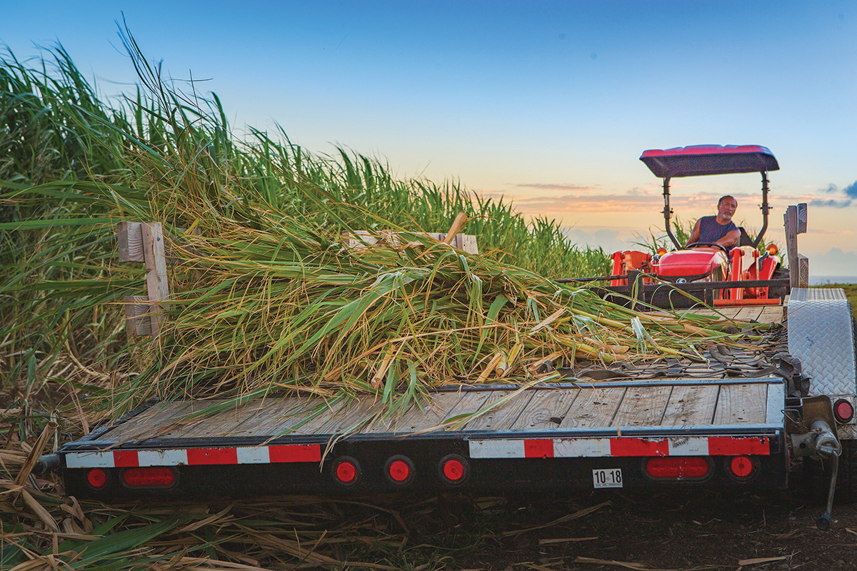 harvesting stocks