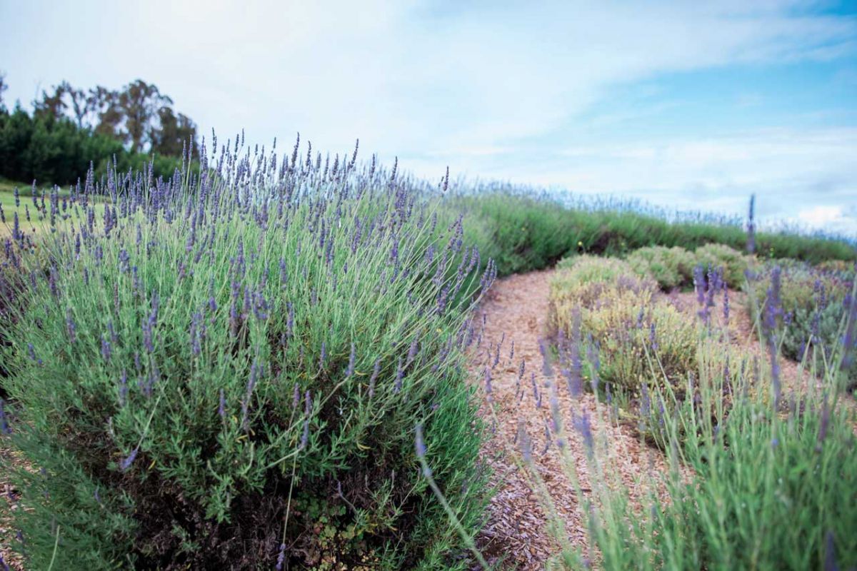 kula lavendar