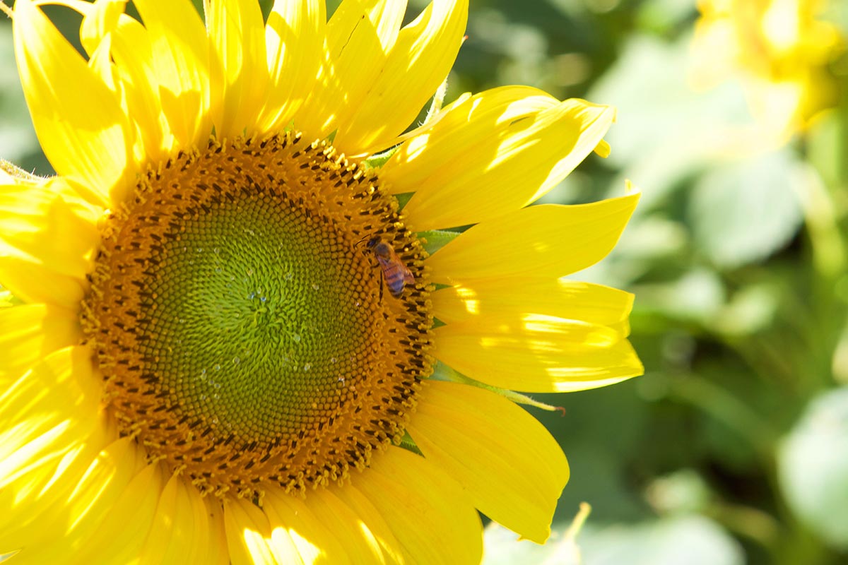sunflower