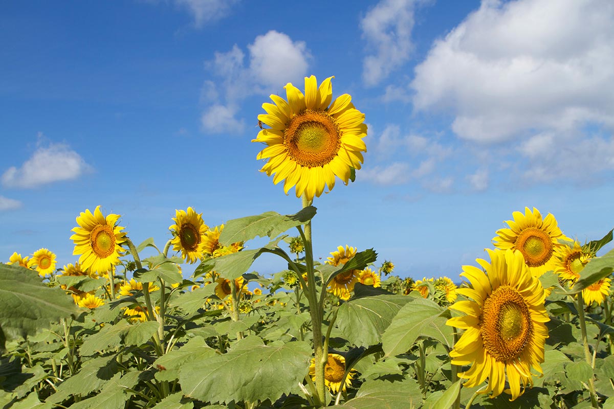 sunflower