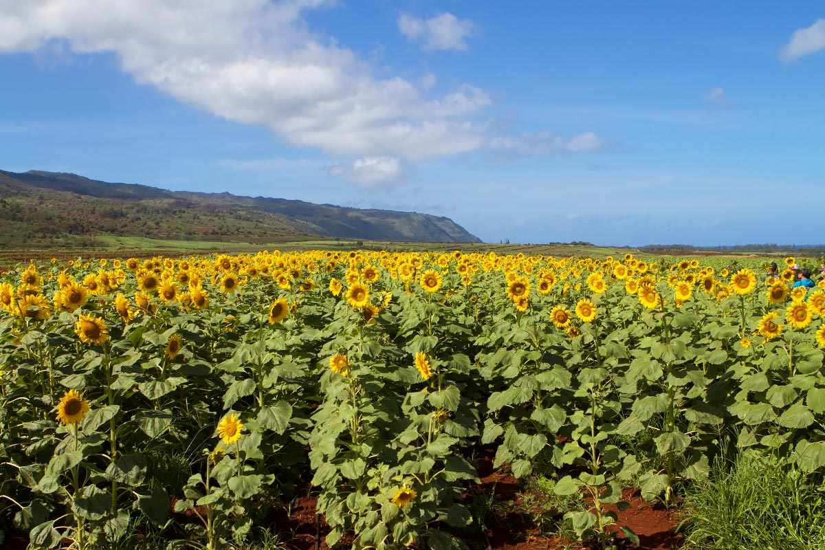 sunflowers