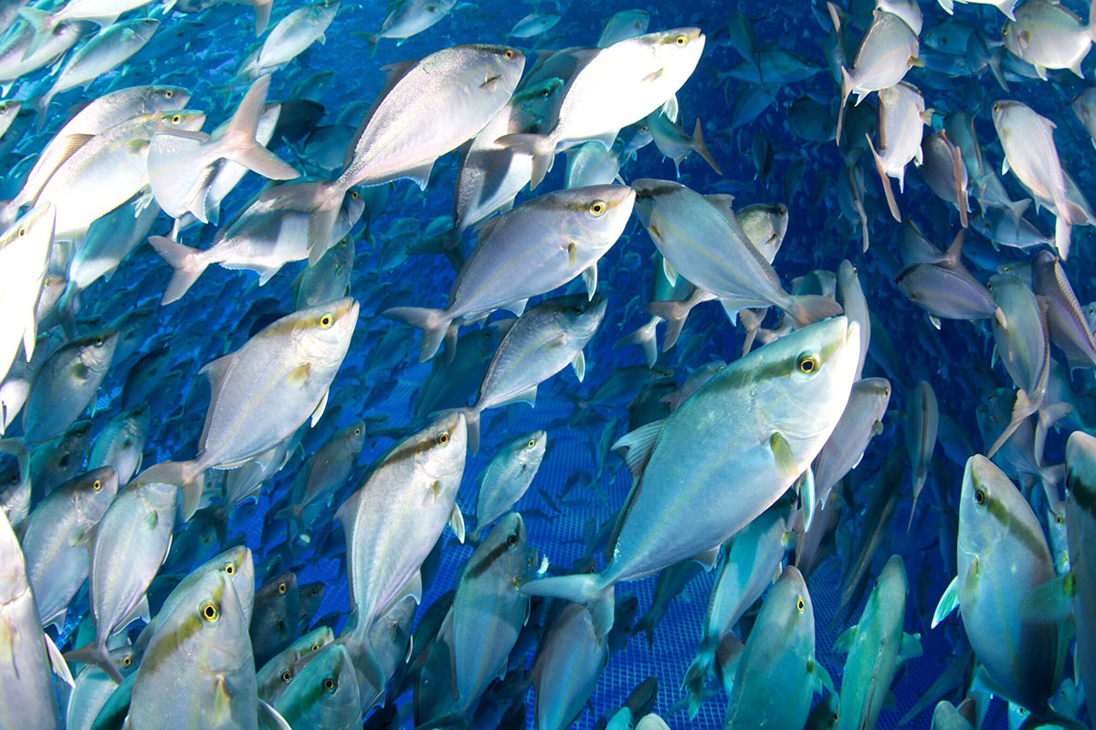 fish