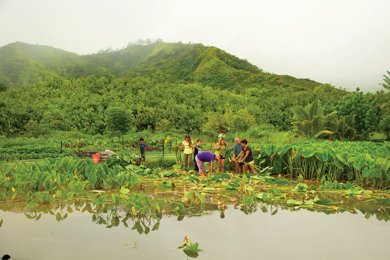 waipa foundation kauai