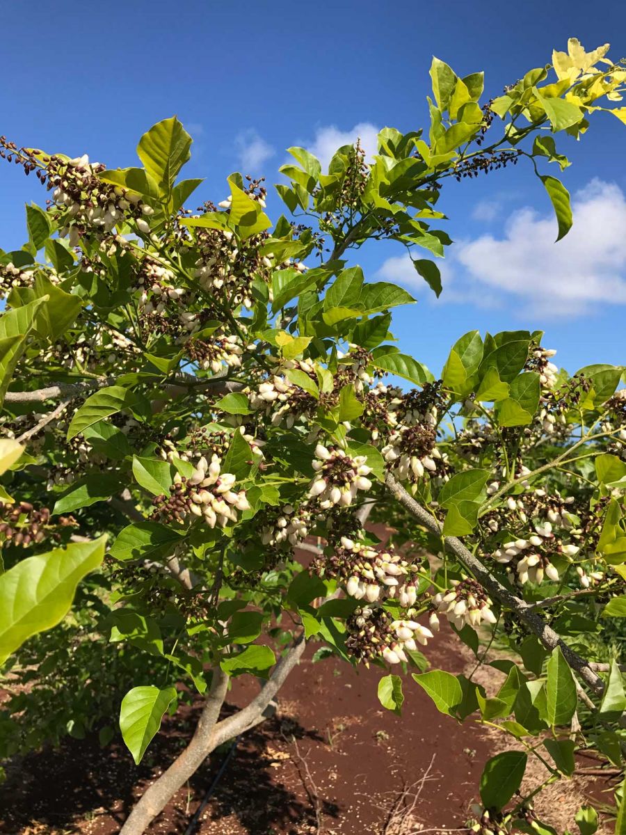 pongamia
