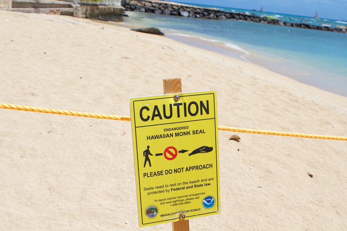 monk seal