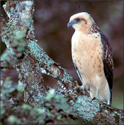 Io-Hawk