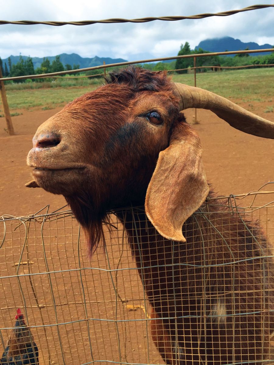 goat kauai plantation