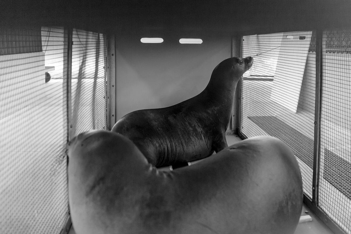 hawaiian monk seal rescue