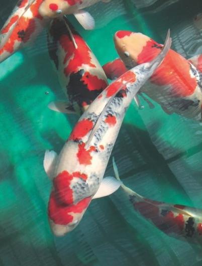 Koi 2