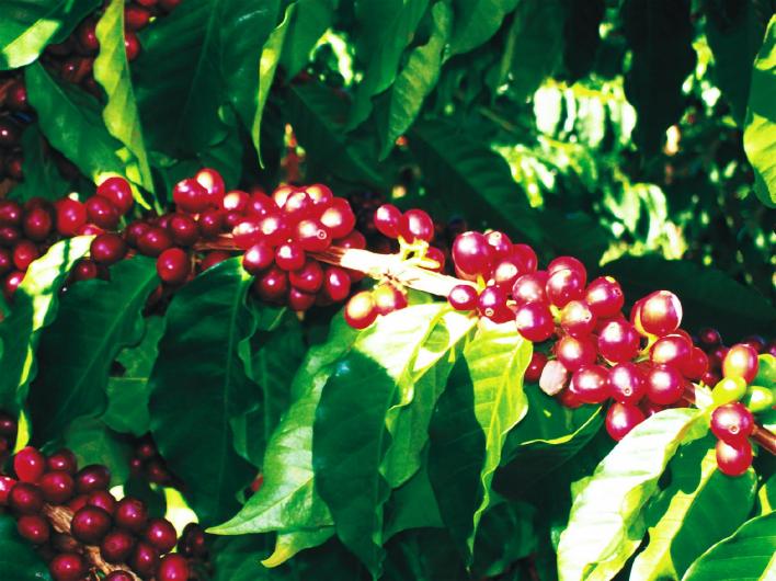 Kona coffee