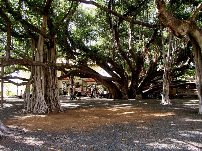 Lahaina banyan tree Maui 1