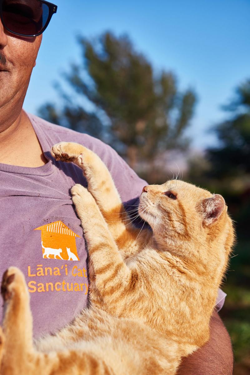 lanai cat sanctuary