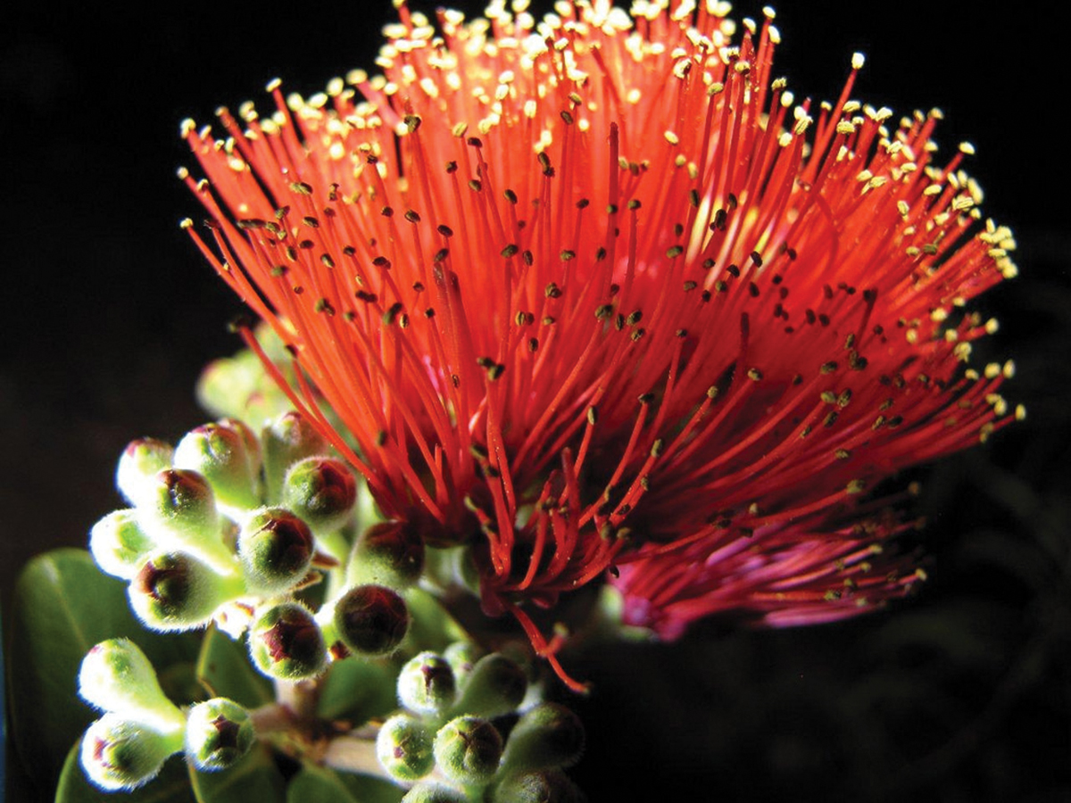 ohia
