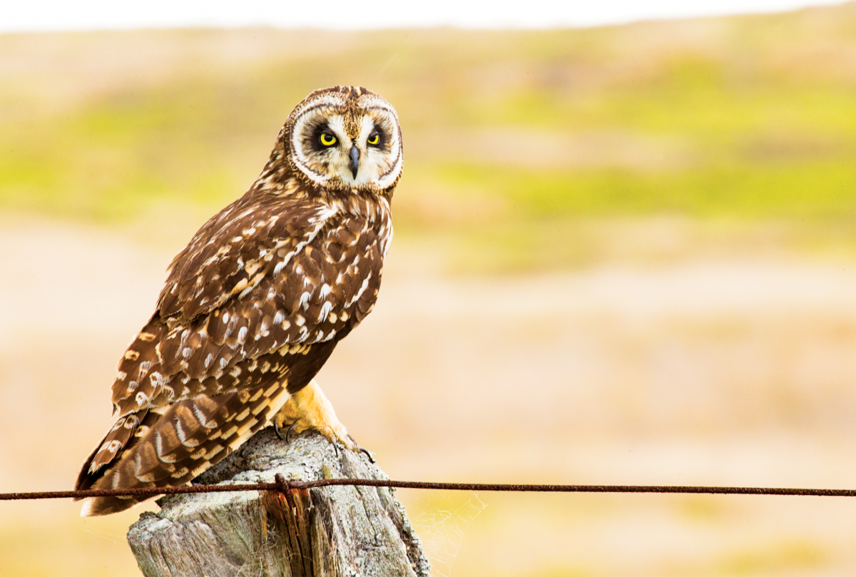 native hawaiian owl