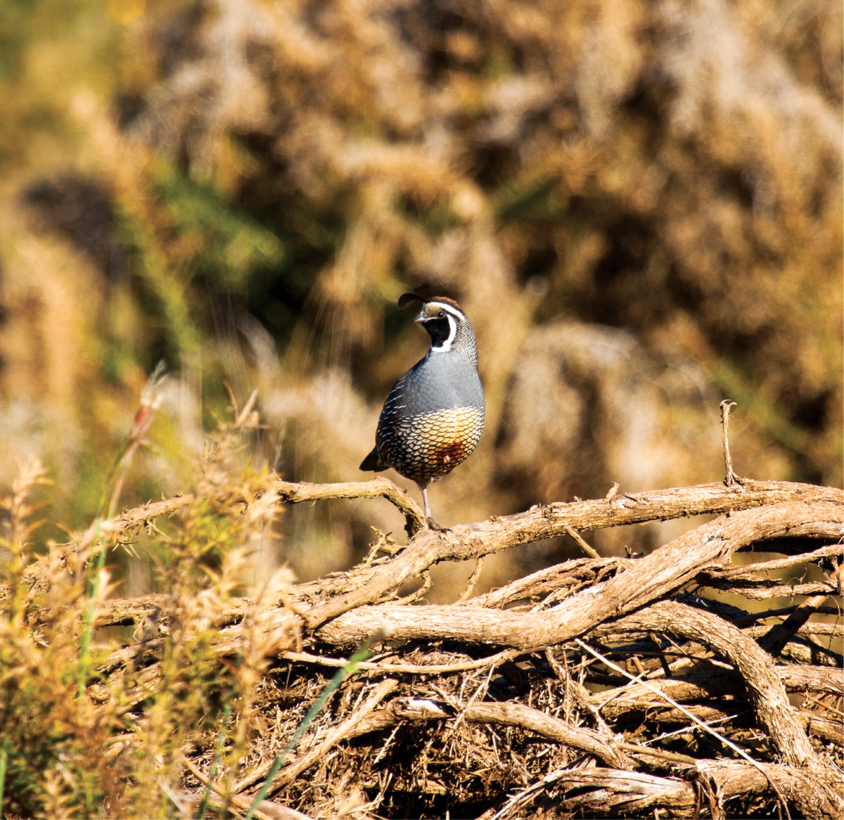 quail mana road