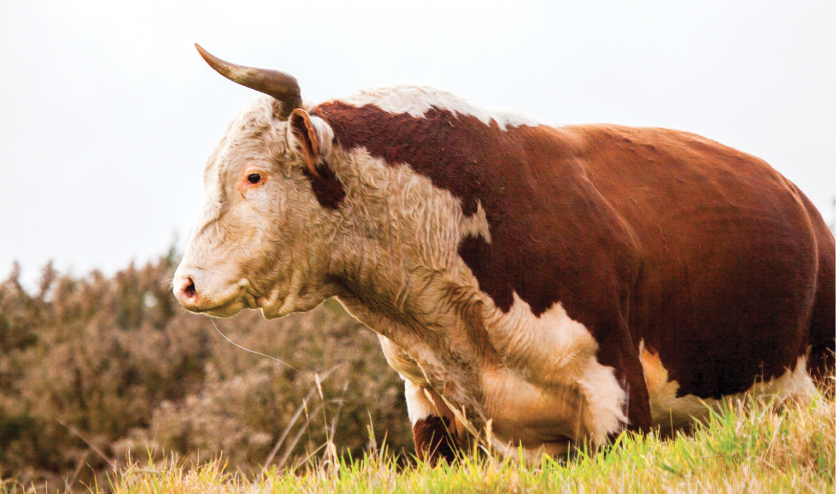 cow mana road