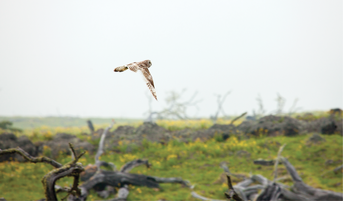 owl mana road