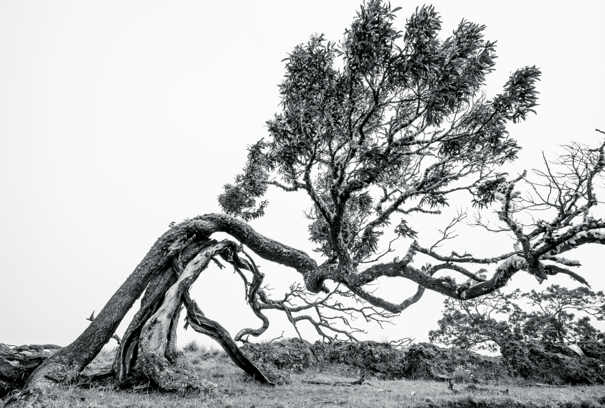 koa tree mana road
