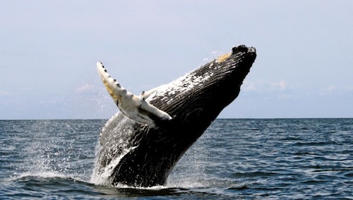 MarineVoices3