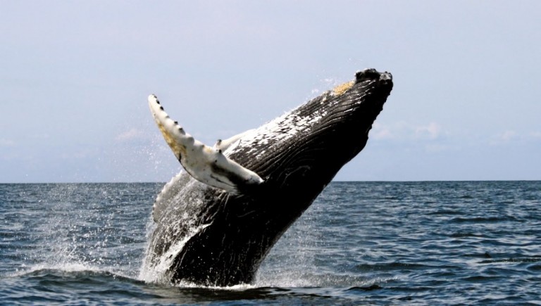 MarineVoices3