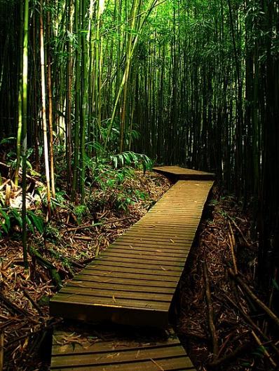 MauiBambooForest
