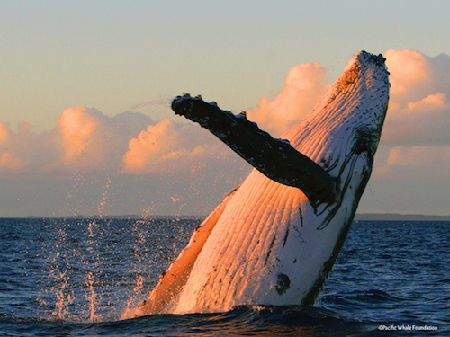 MauiWhaleFest1