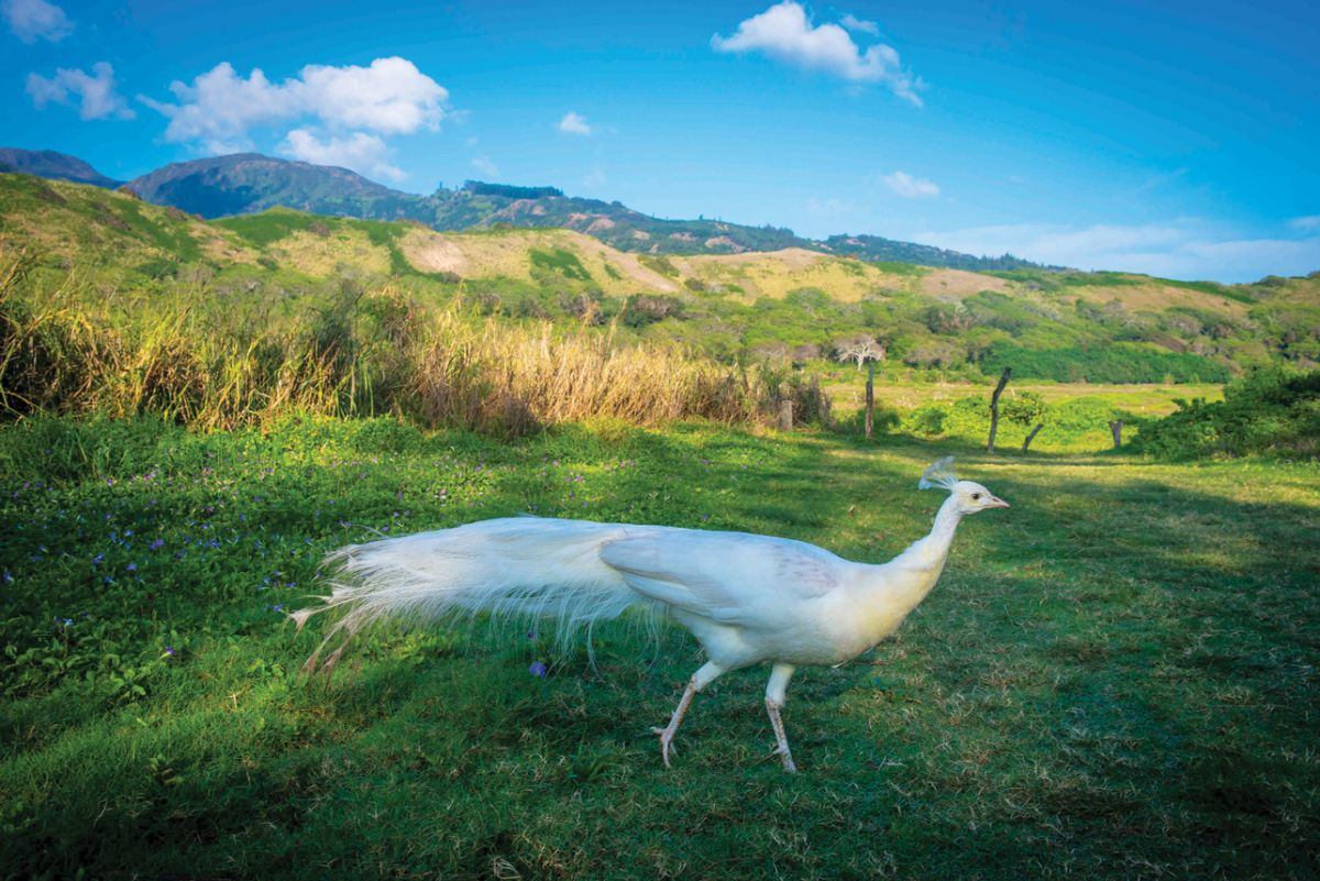 peacock