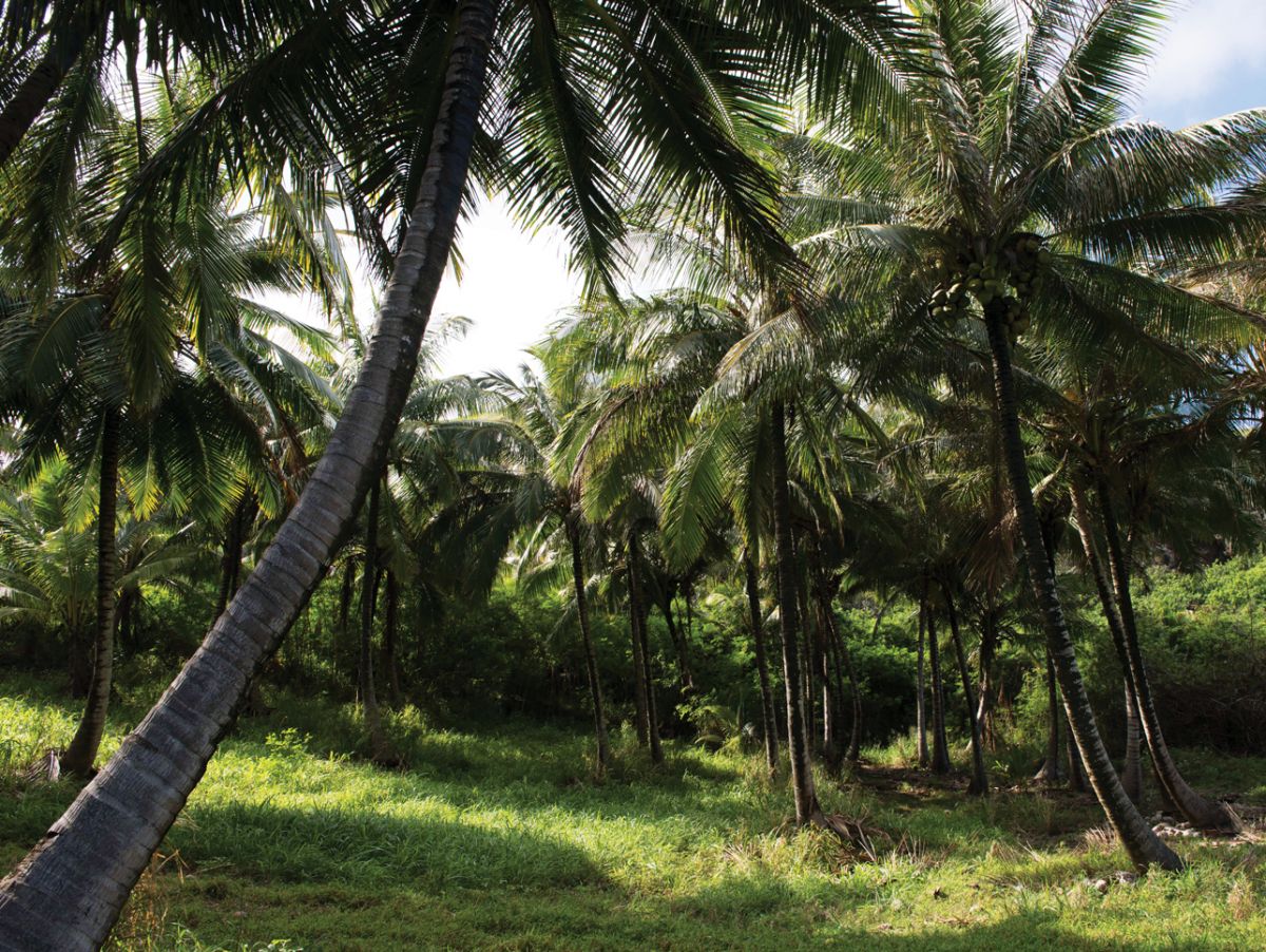 palms