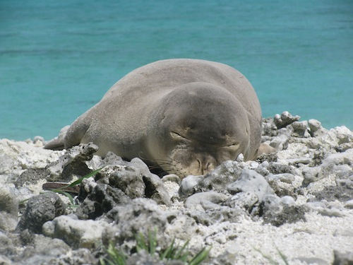 Michelle Barbieri - The Marine Mammal Center