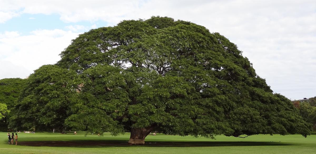 moanalua gardes
