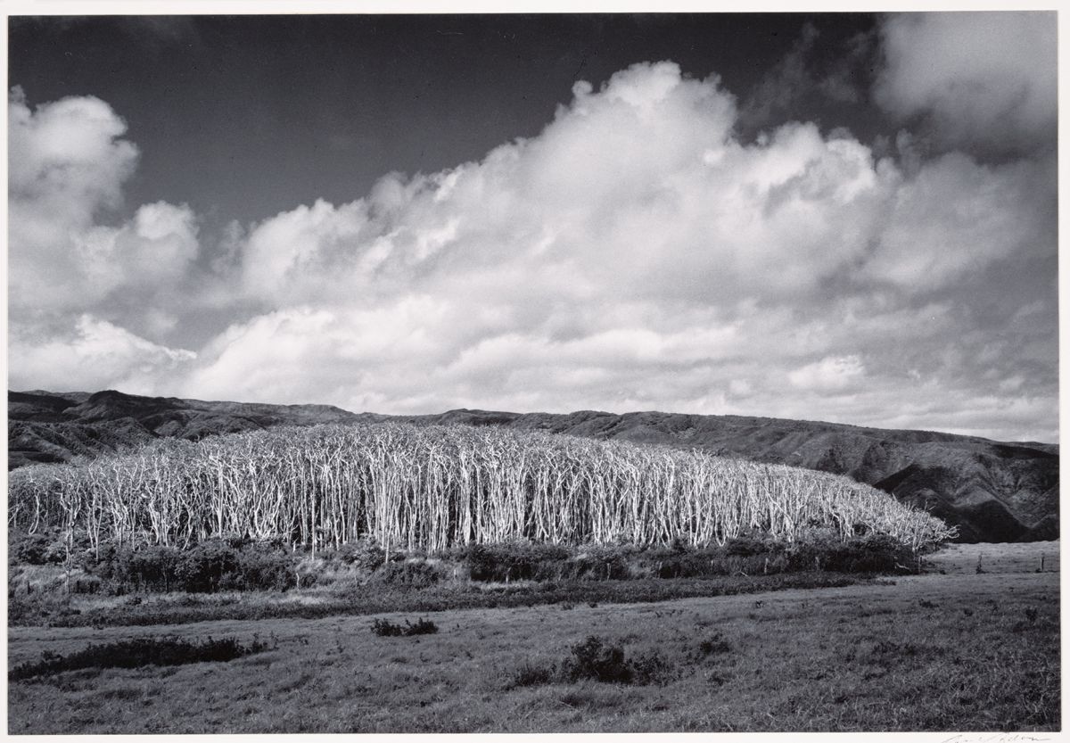 molokai