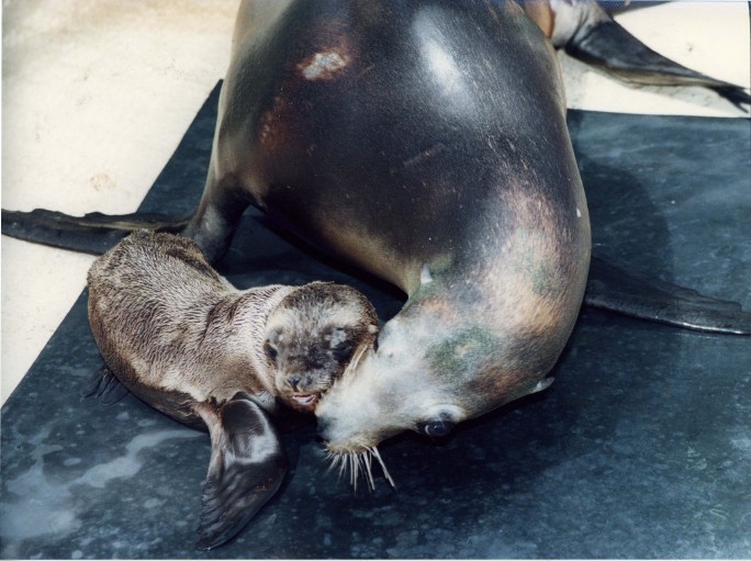 Hawaiis_new_baby_sea_lion