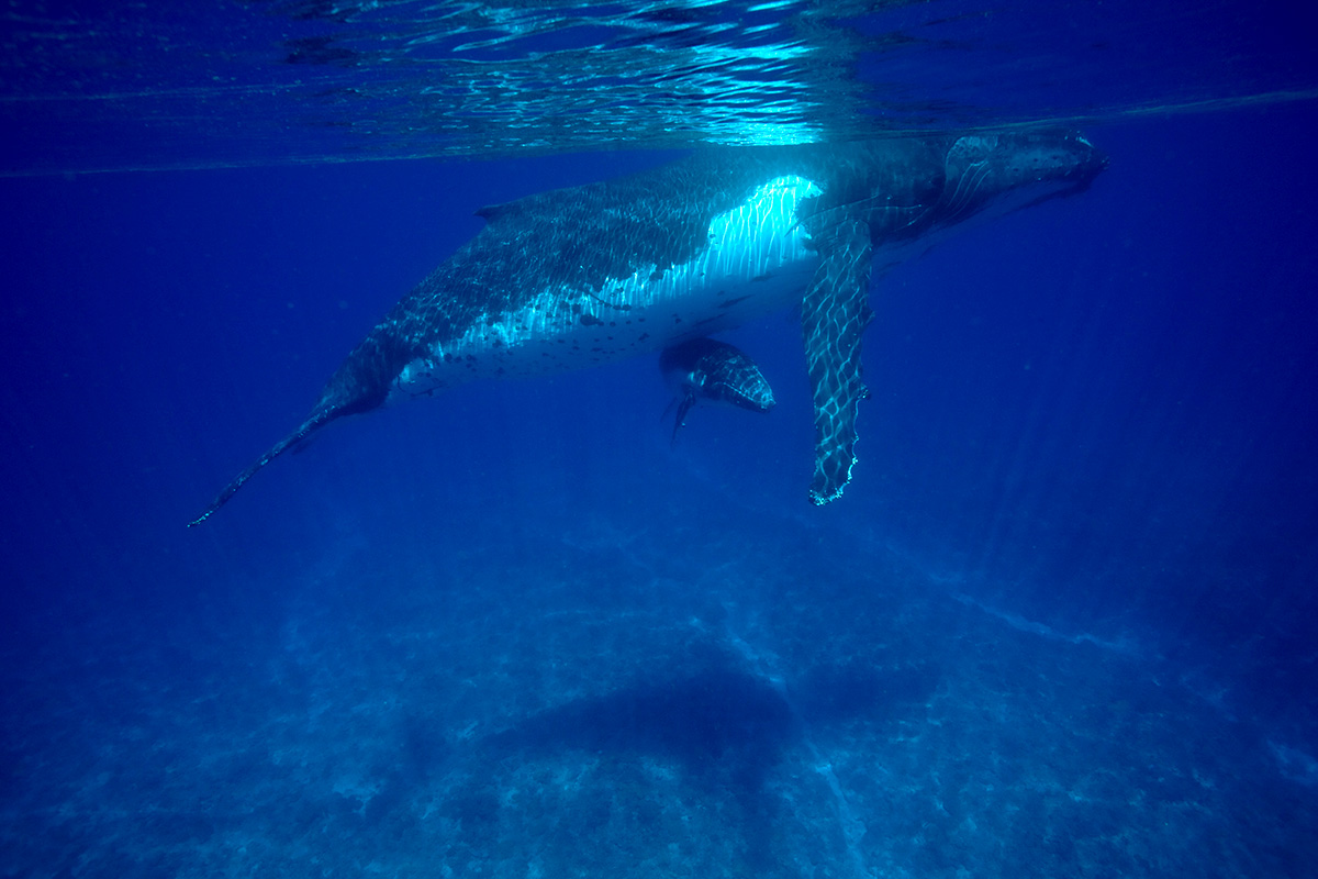 whales