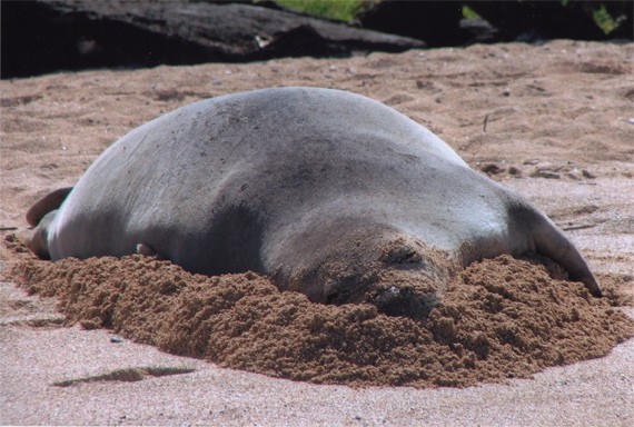 monk seal