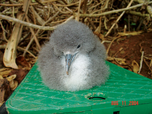 flight_risk_saving_endangered_kauai_newells_shearwaters flight_risk_saving_endangered_kauai_newells_shearwaters