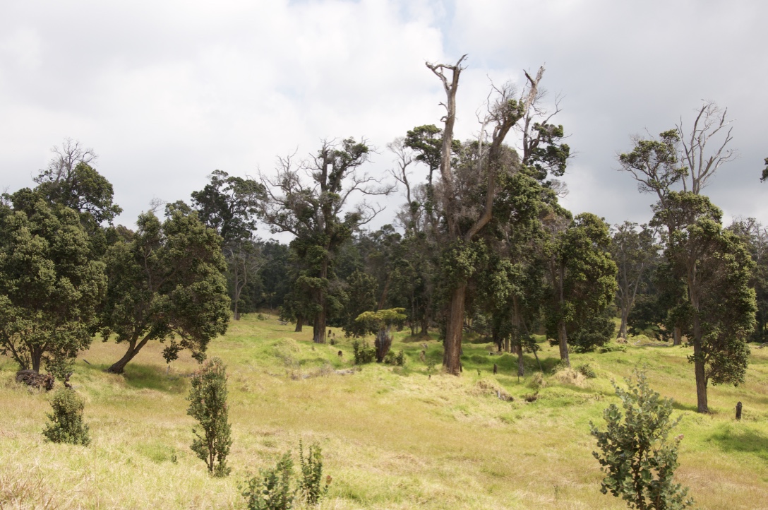 ohia forest hawaii island