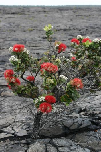 Ohia