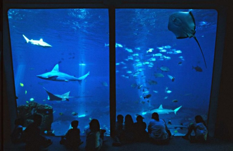 Open Ocean