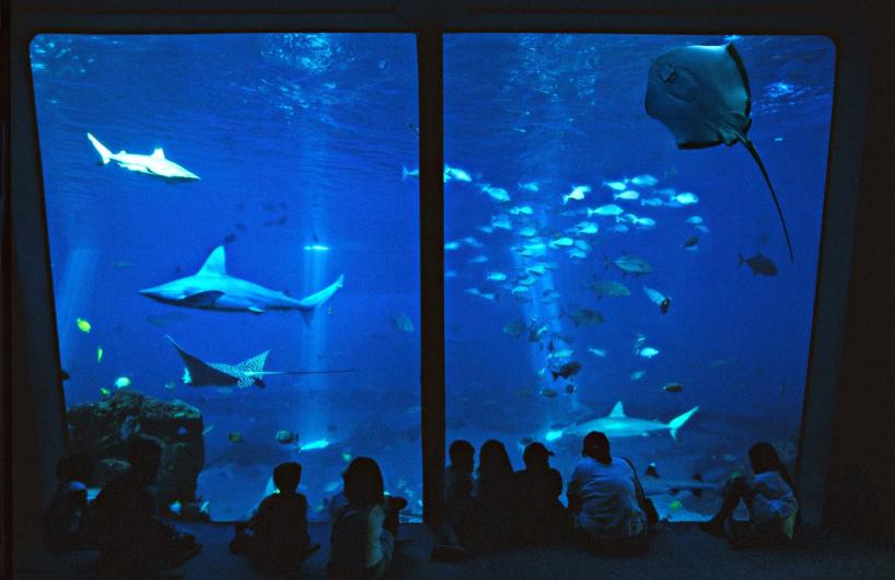 Open Ocean