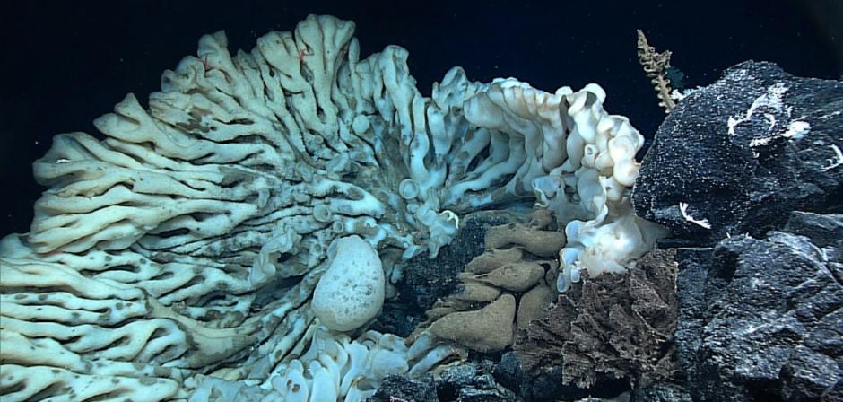 world's largest sponge hawaii