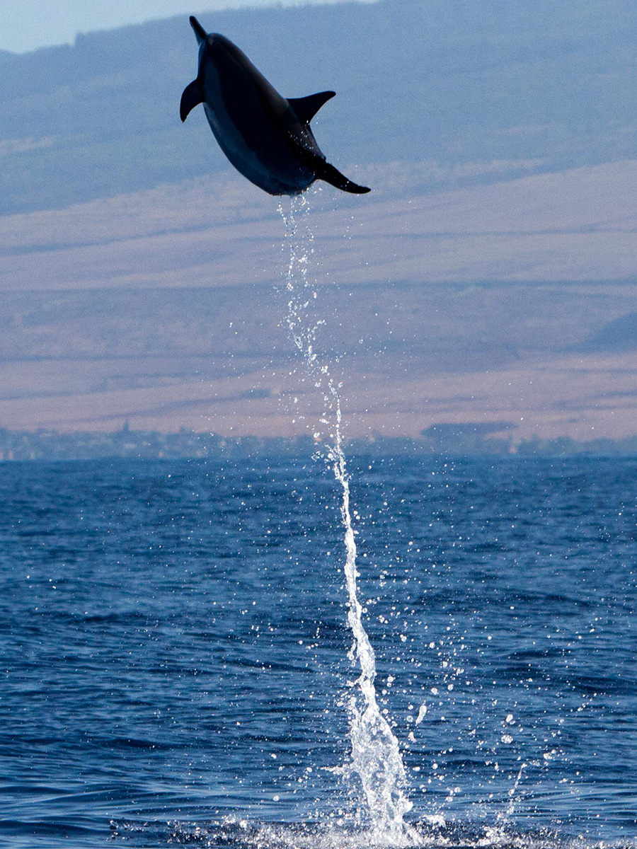 dolphin