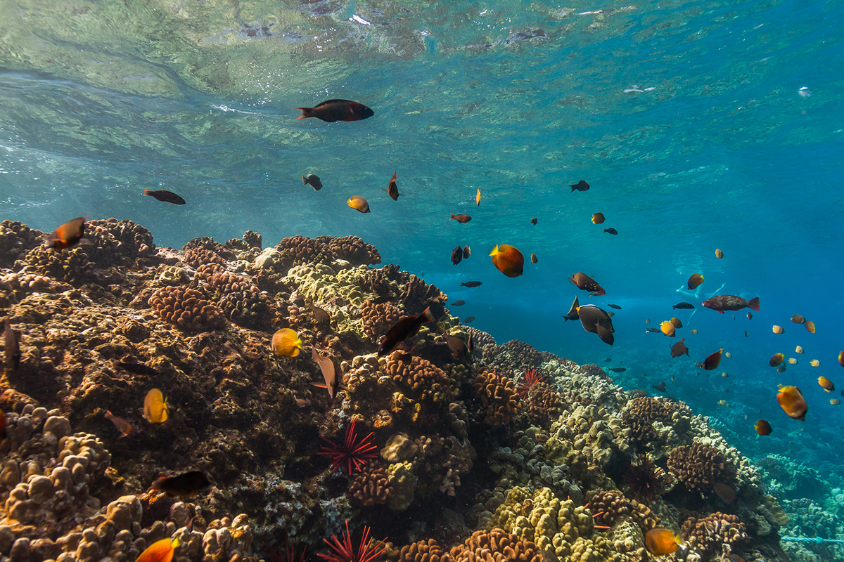 marine life