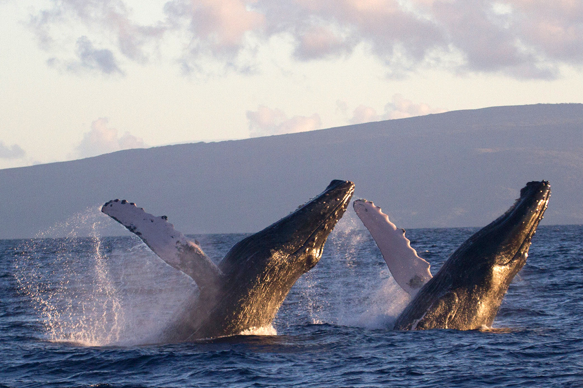 breach