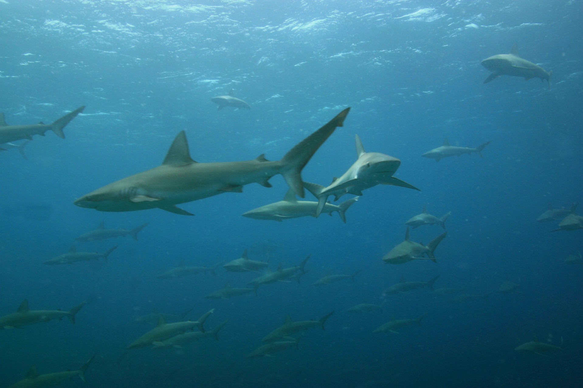 Hawaii_Papahanaumokuakea_Marine_National_Monument_World_Heritage_site