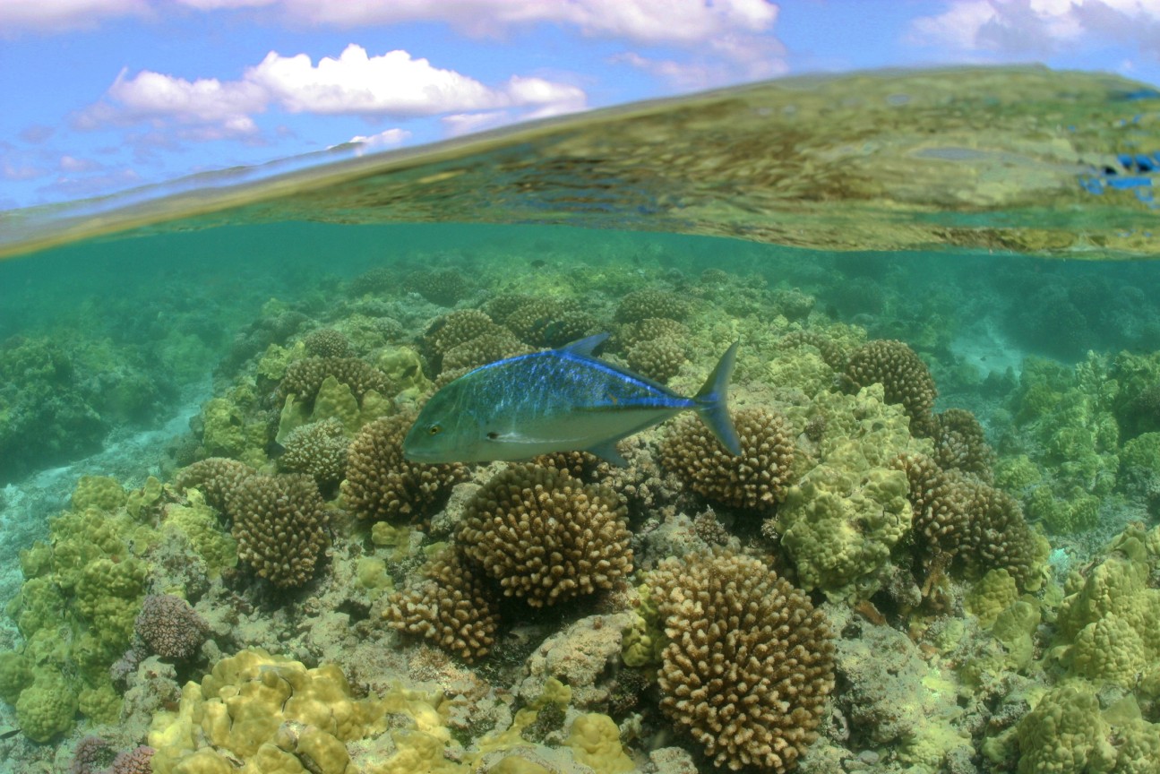 Hawaii_Papahanaumokuakea_Marine_National_Monument_World_Heritage_site